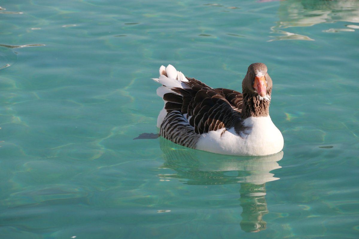 Морской селезень