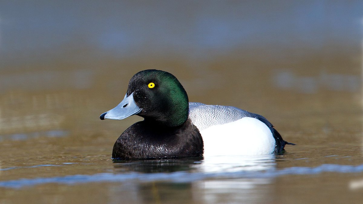 Птенец морской чернети