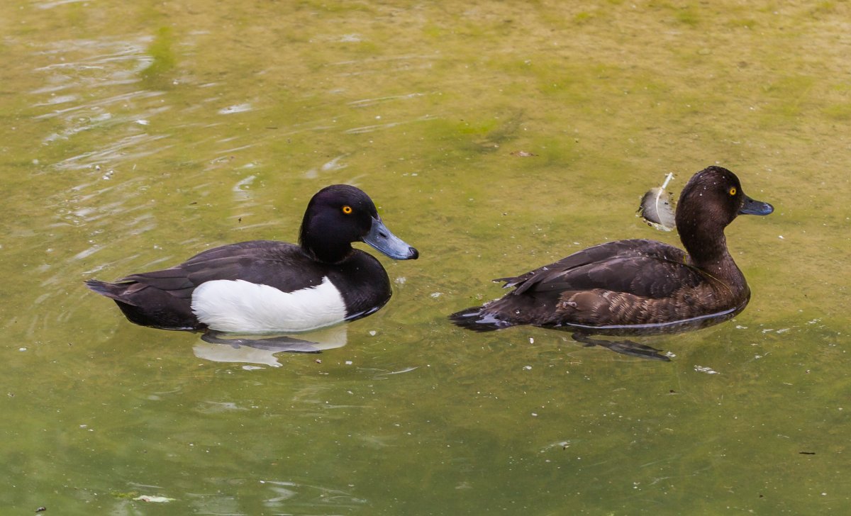 Утки германские
