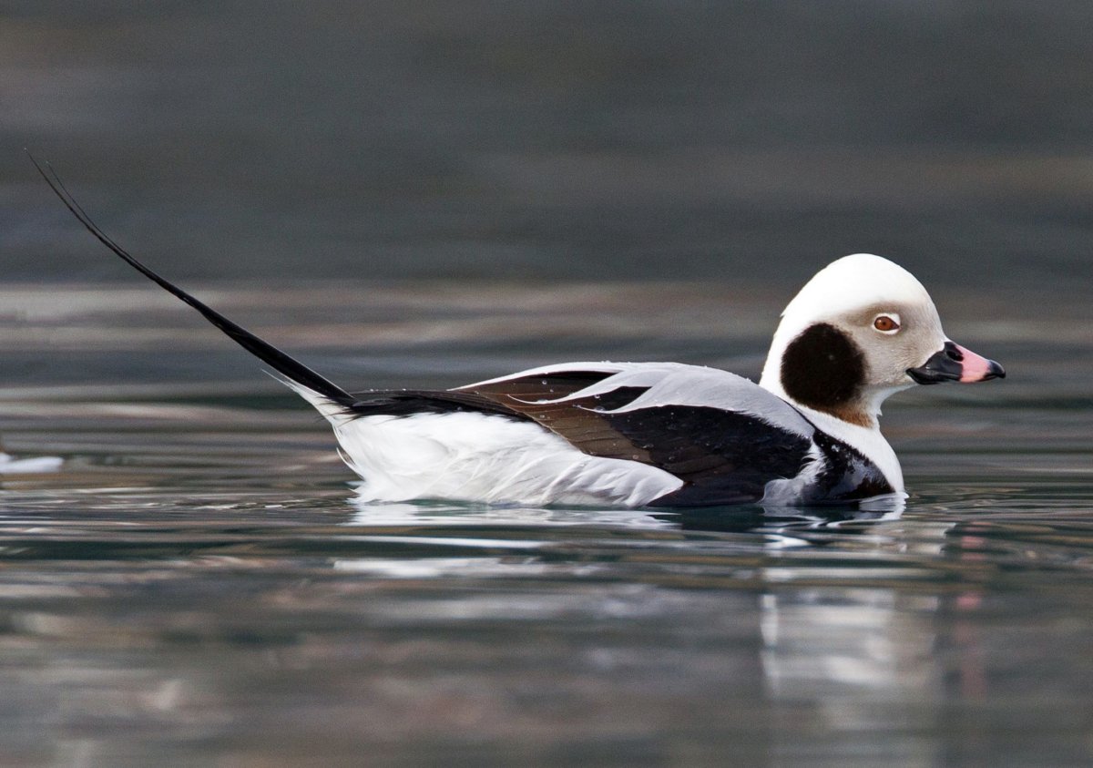 Морянка утка