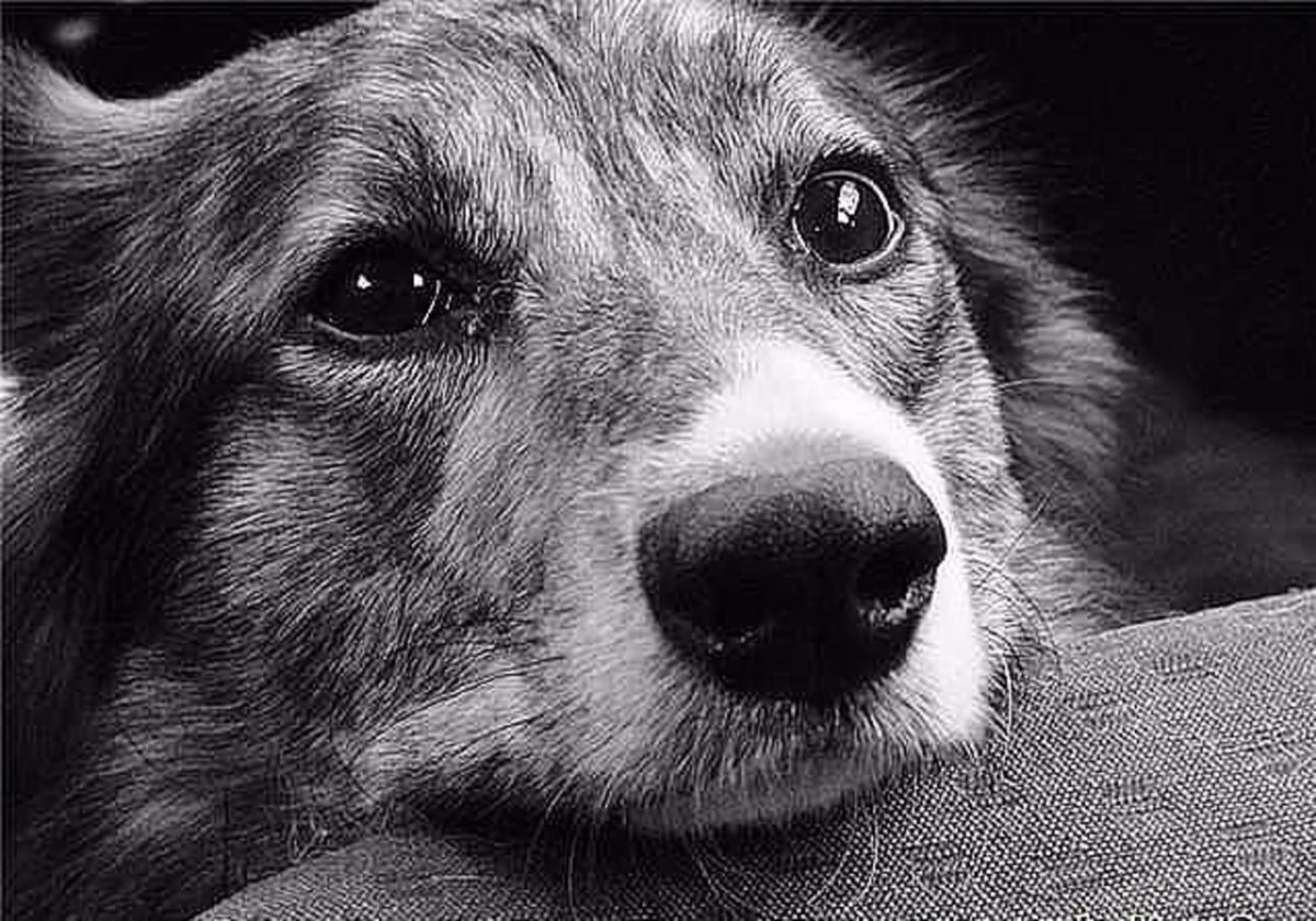 Преданная собака