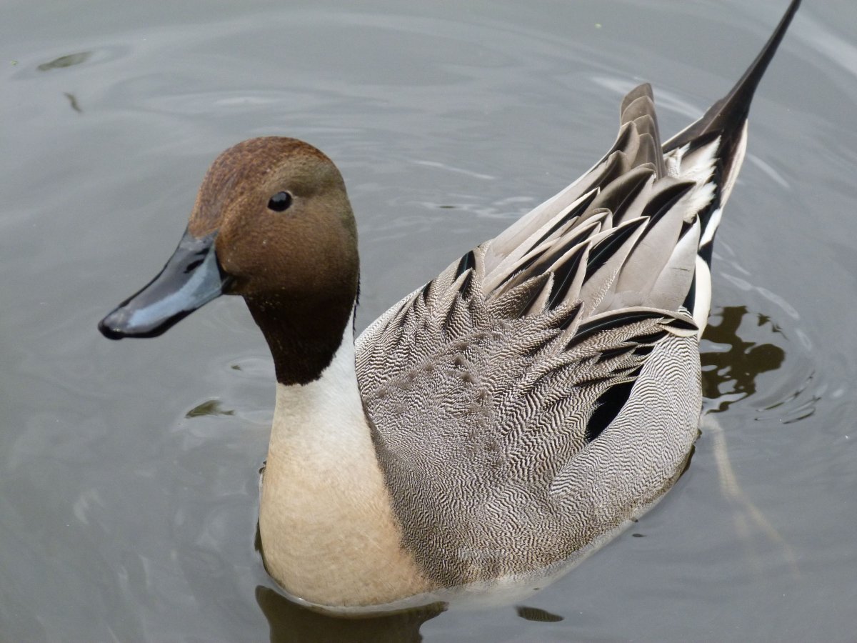 Северная кряква белая