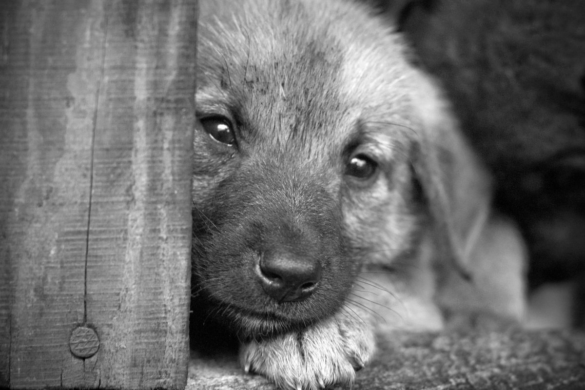 Плачущий пес