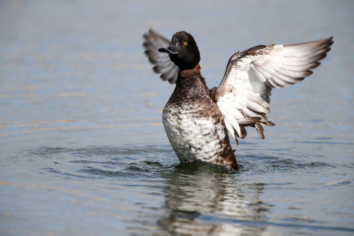 Охота на хохлатую чернеть осенью