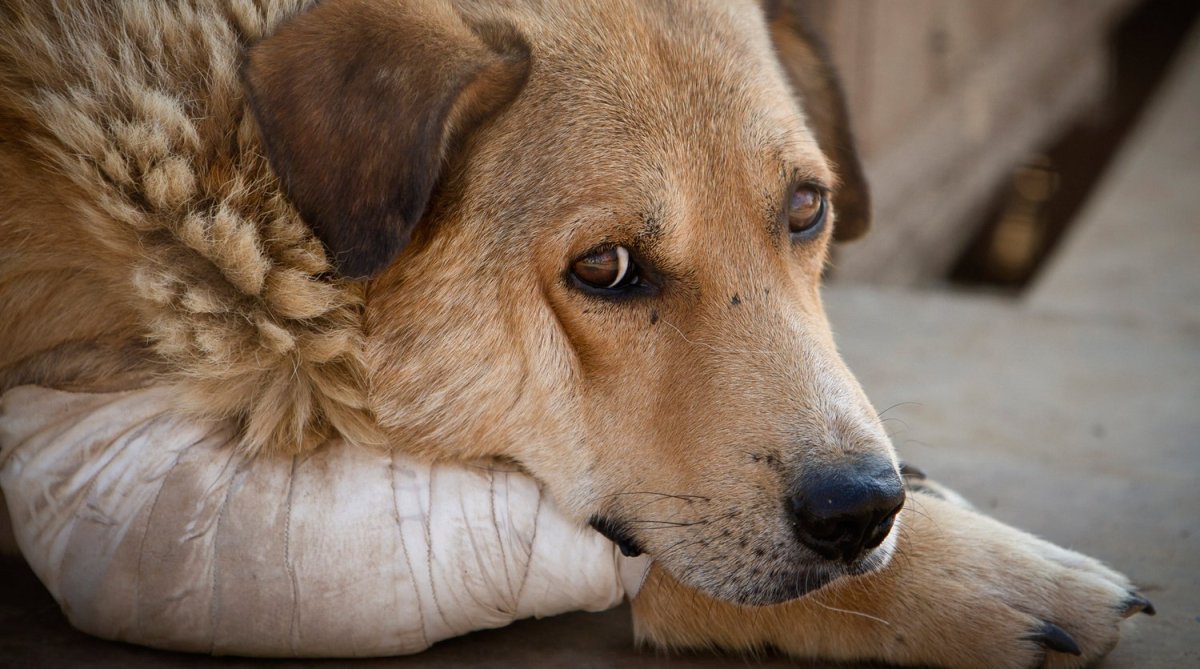 Бездомные животные