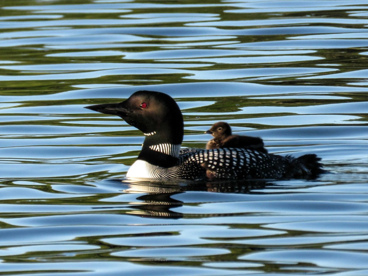 Морская утка нырок