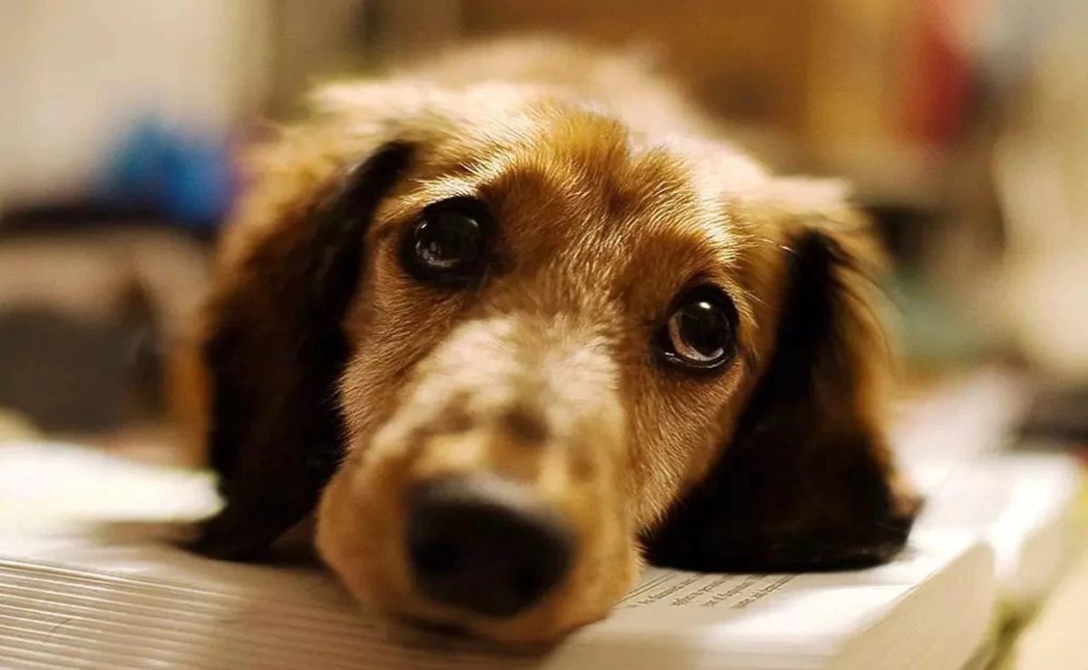 Грустный пес