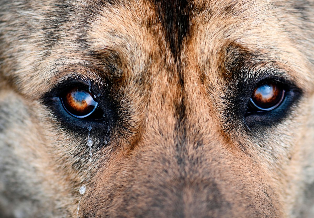 Собачка плачет