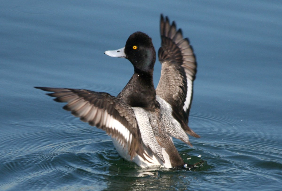 Малая морская чернеть Aythya affinis