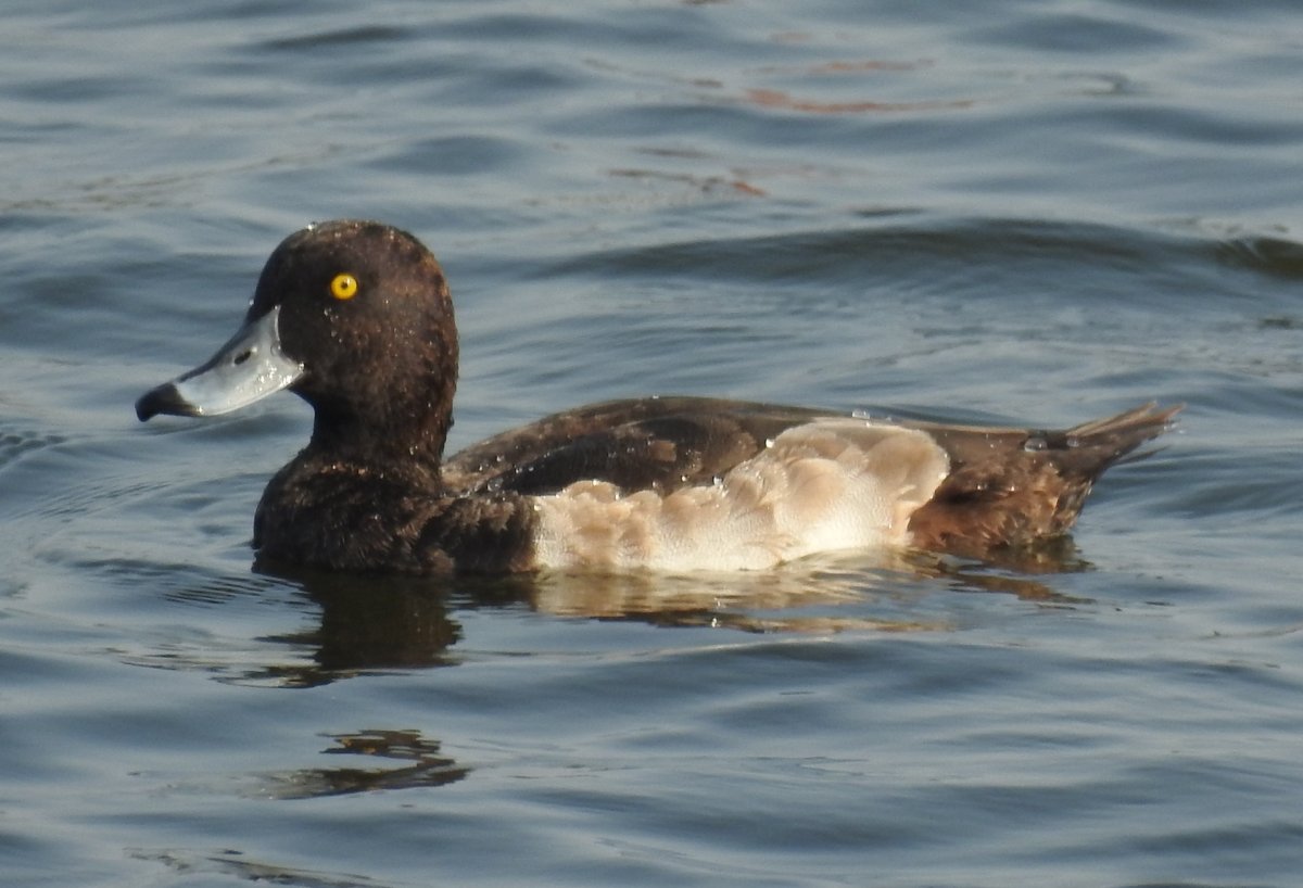Хохлатая чернеть отряд