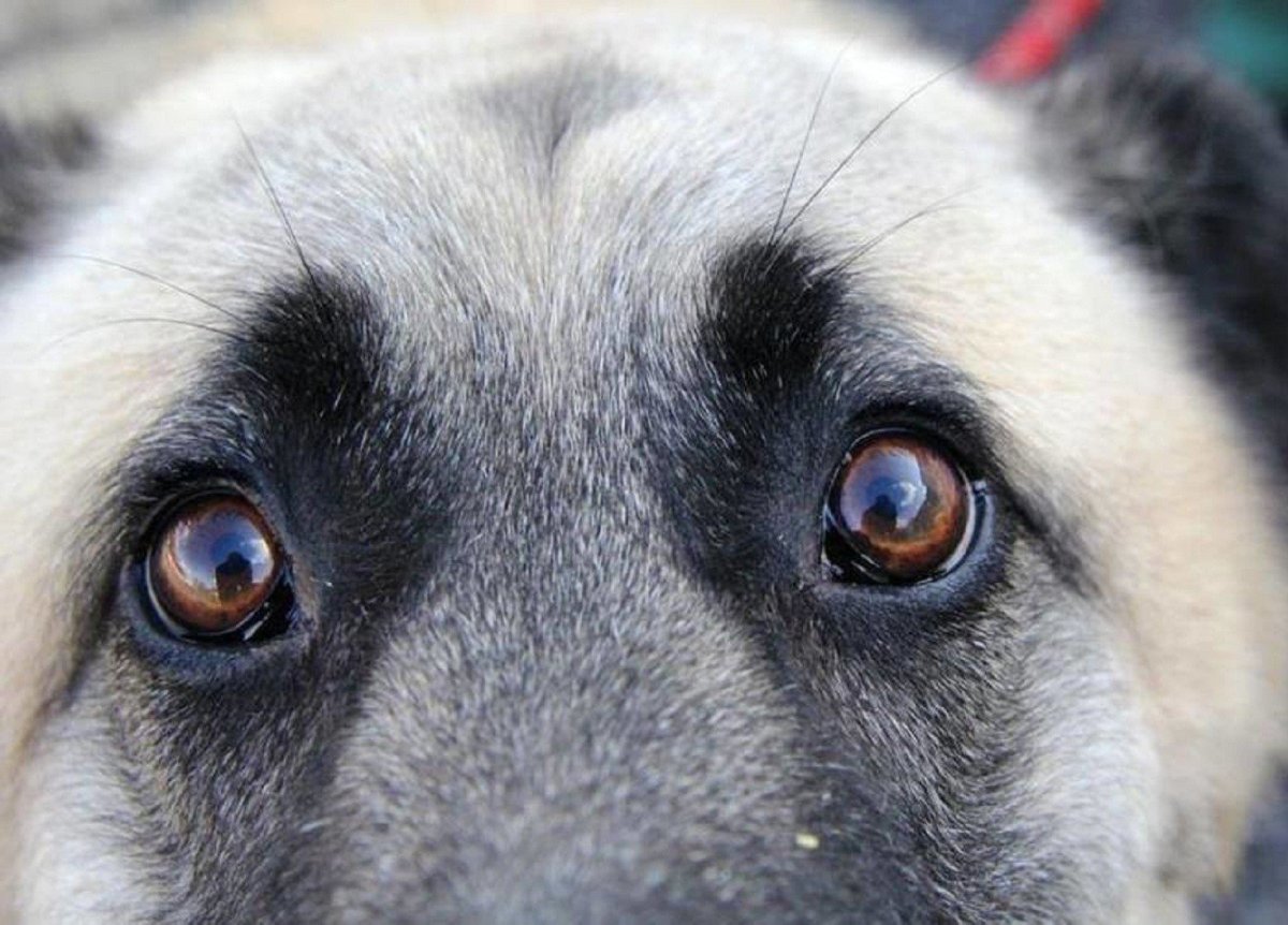 Глаза собаки