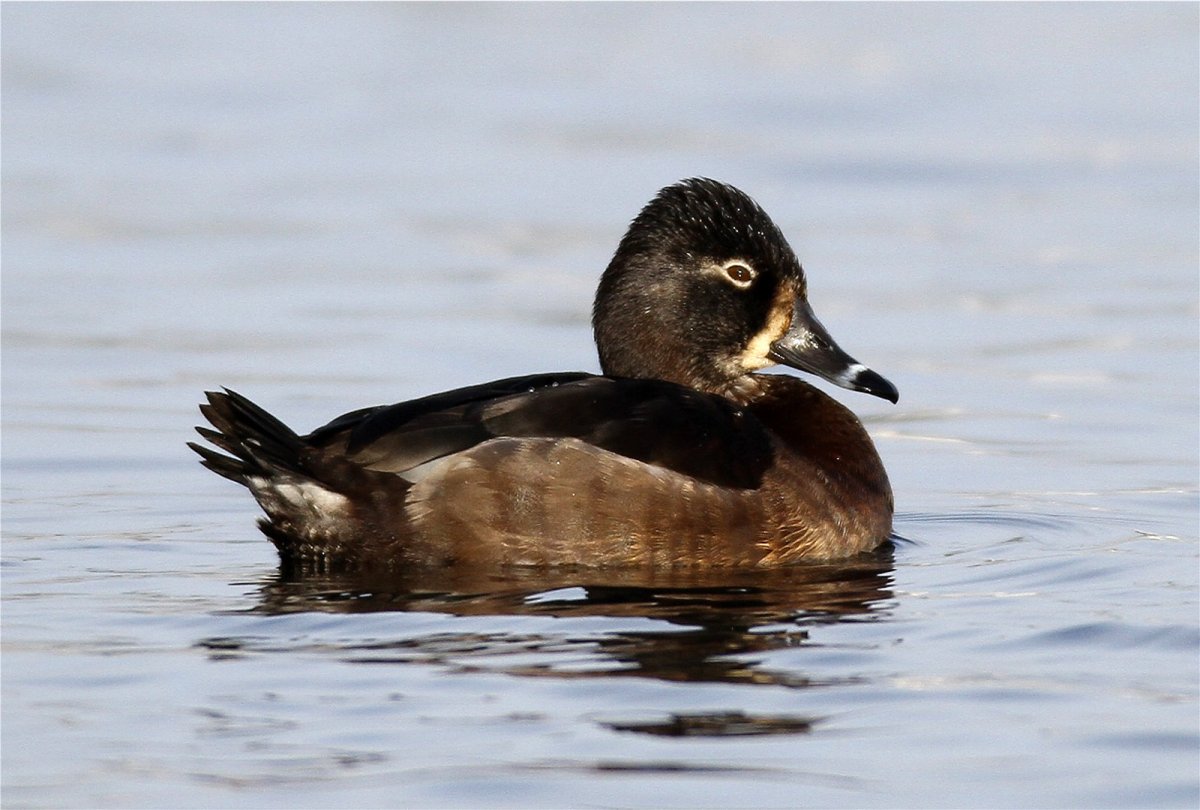 Ошейниковая чернеть