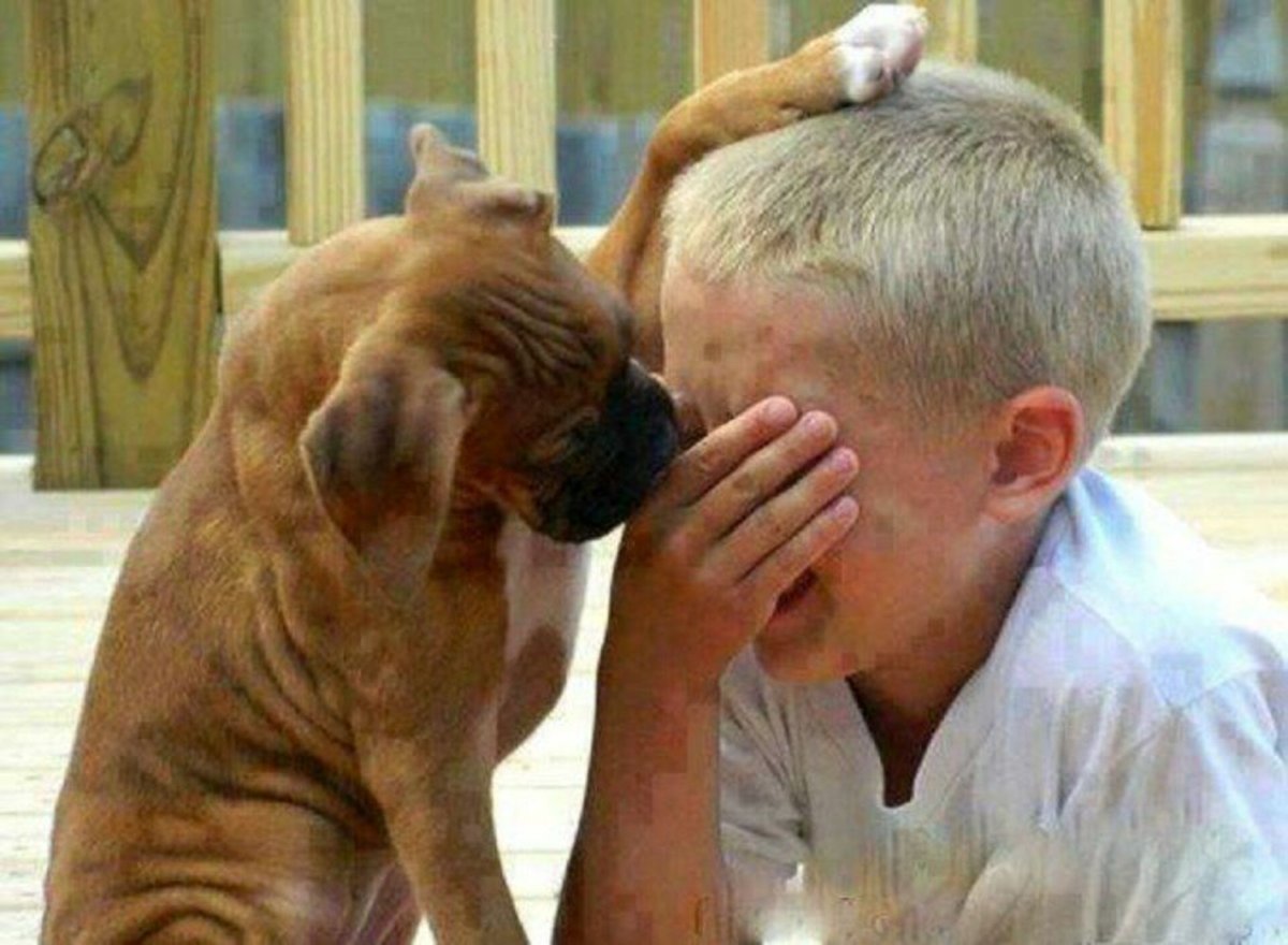 Утешение животные