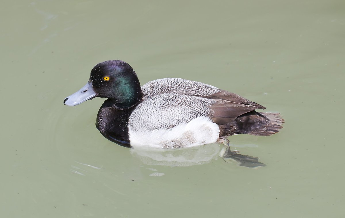 Морская чернеть