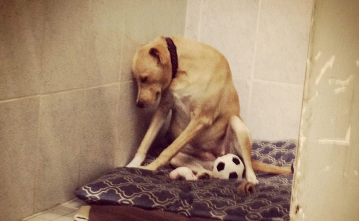 Грустная собака в приюте