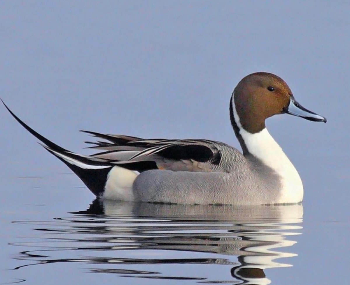 Шилохвость молодой самец