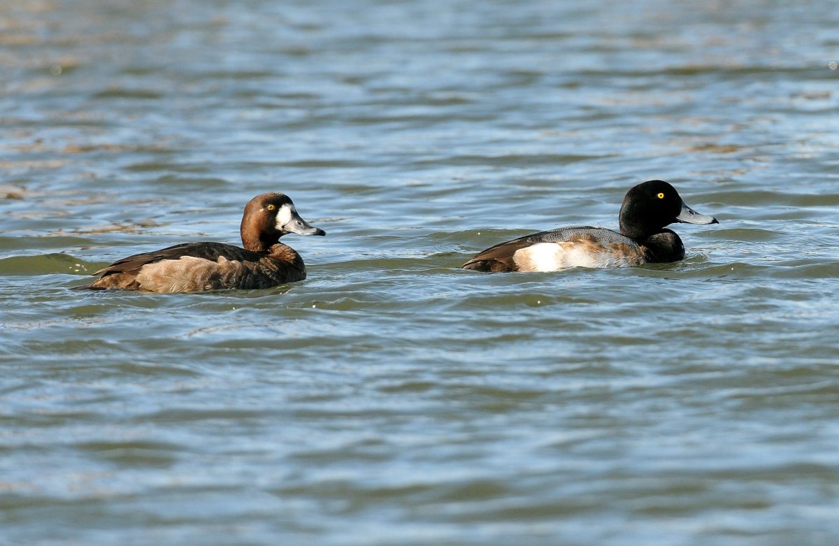 Морская чернеть ареал