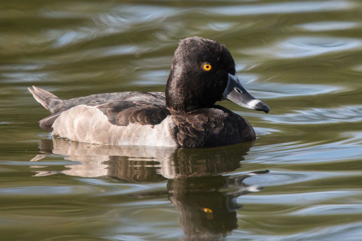 Чернеть хохлатая утка