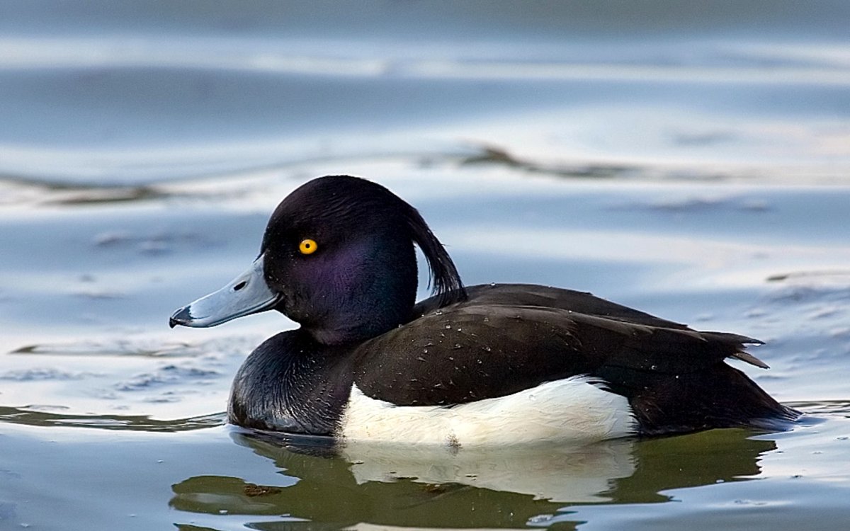 Нырок крохаль