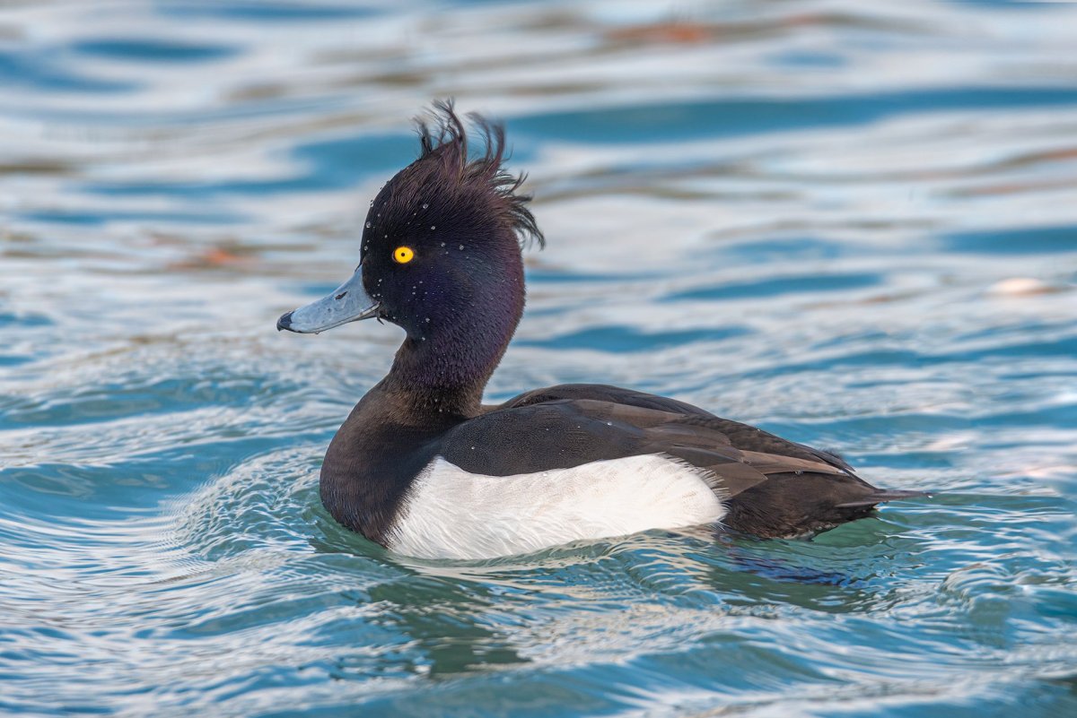 Хохлатая чернеть