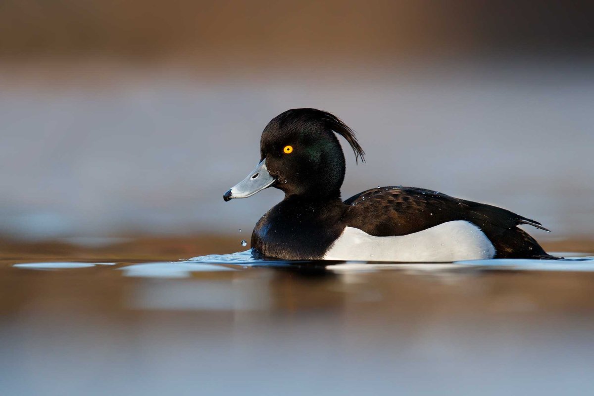 Чернеть хохлатая утка