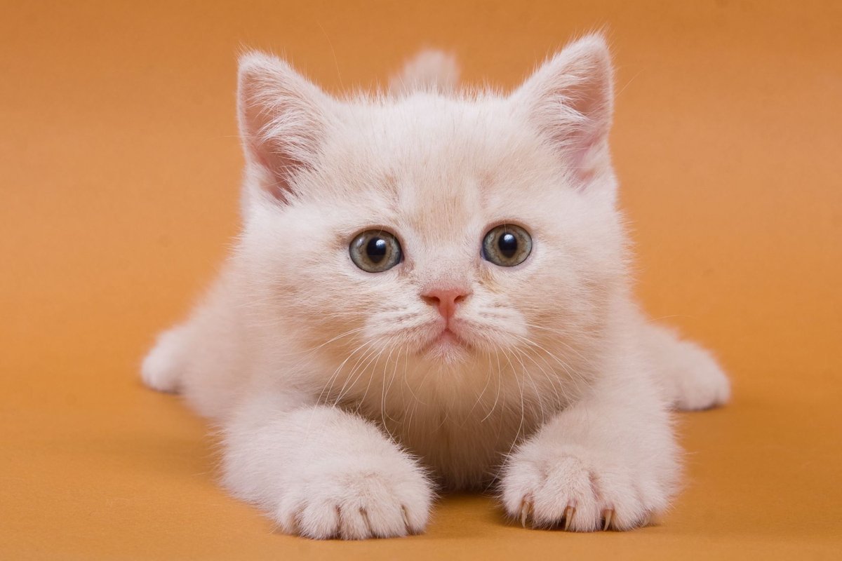 Милые котики настоящие