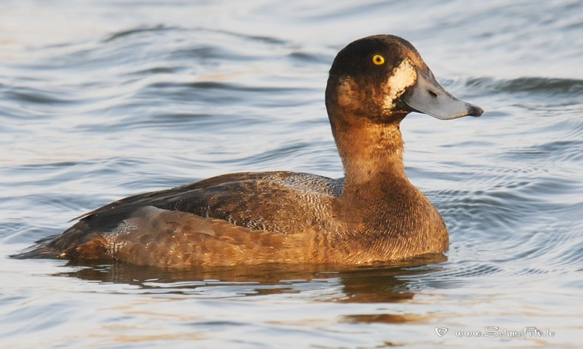 Гагара нырок