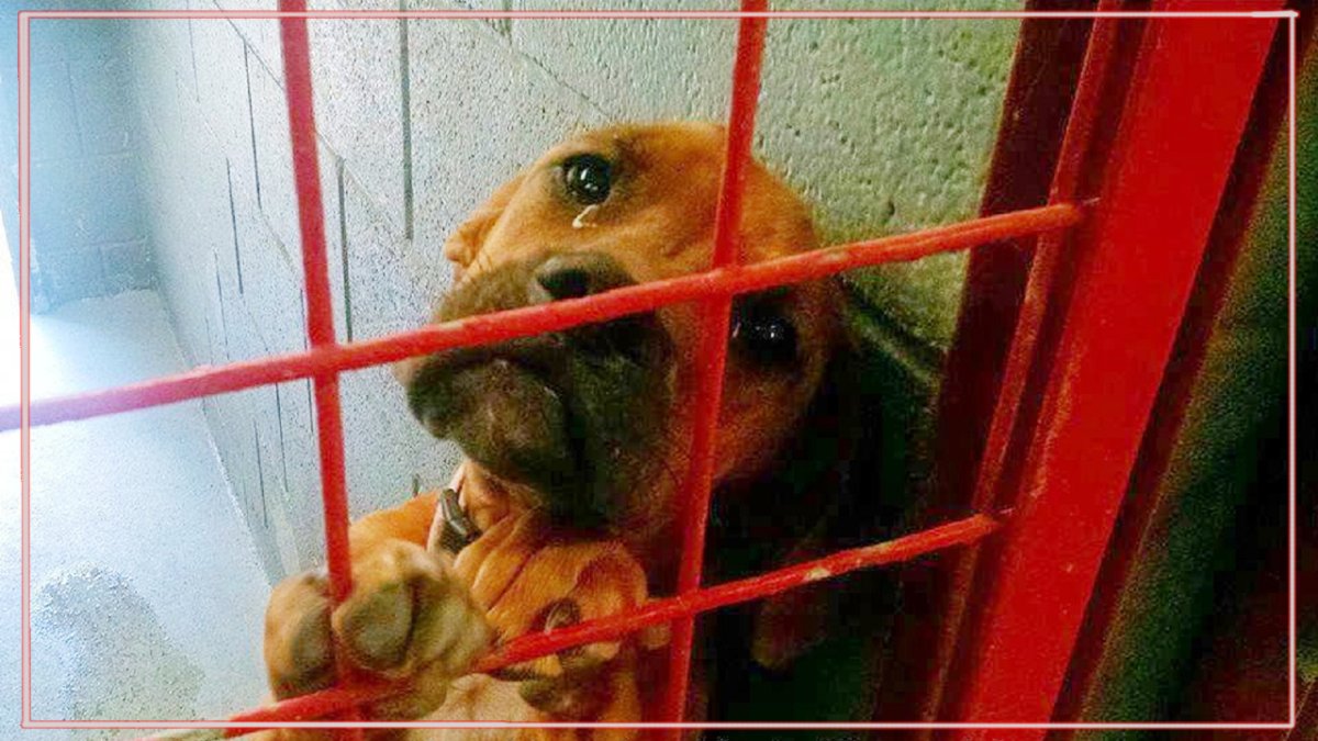 Щенок плачет в приюте