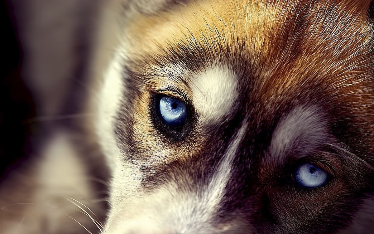 Грустные глаза животных