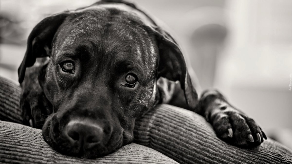 Грустные животные