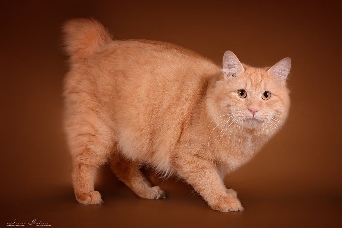 Американский бобтейл длинношёрстный