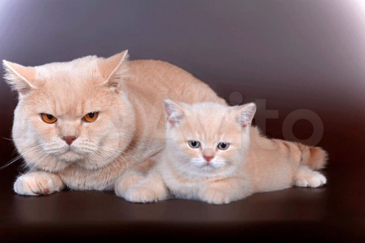 Абрикосовые британские котята