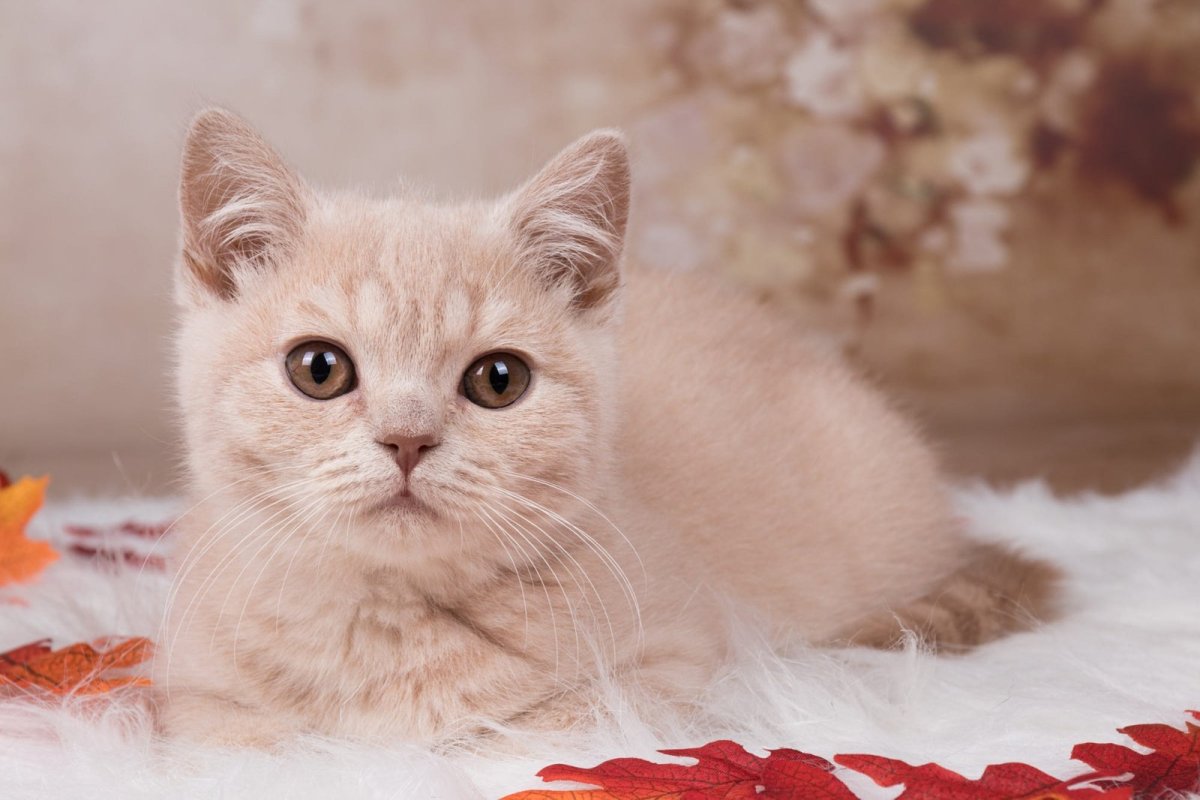 Британский котенок палевый
