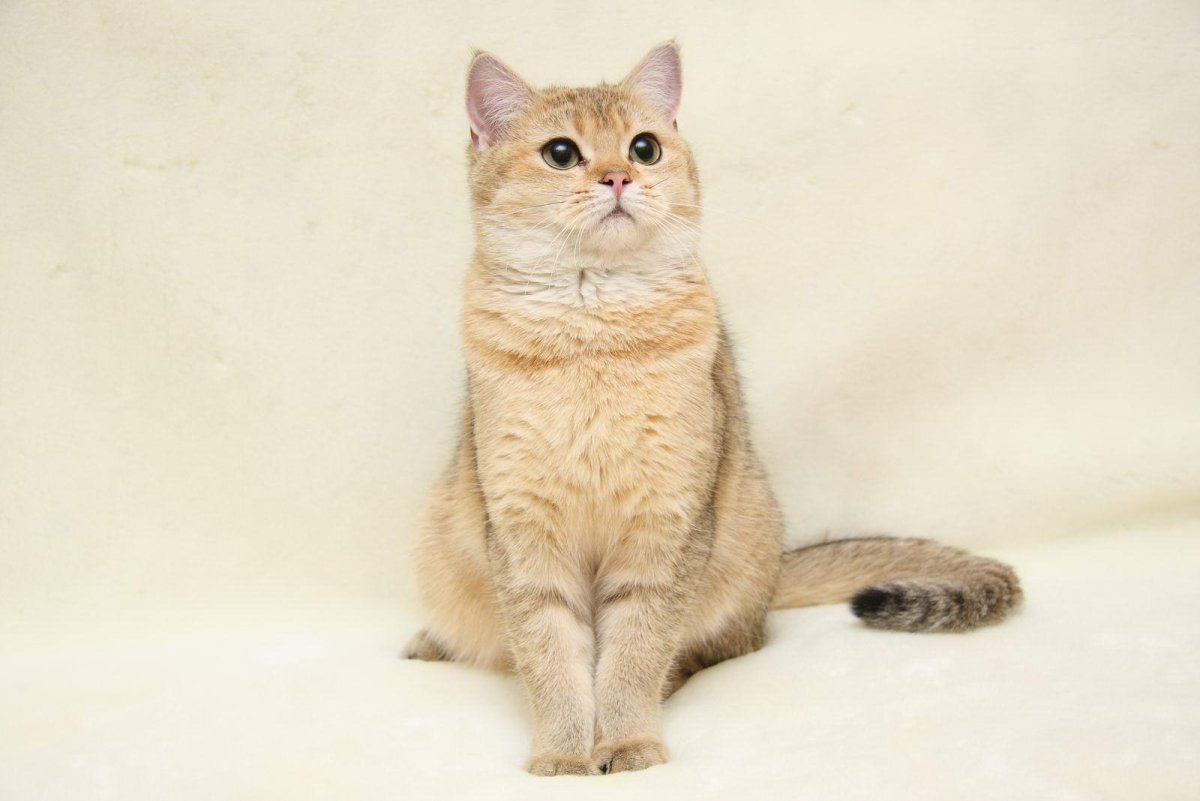 Британская короткошёрстная кошка бежевая