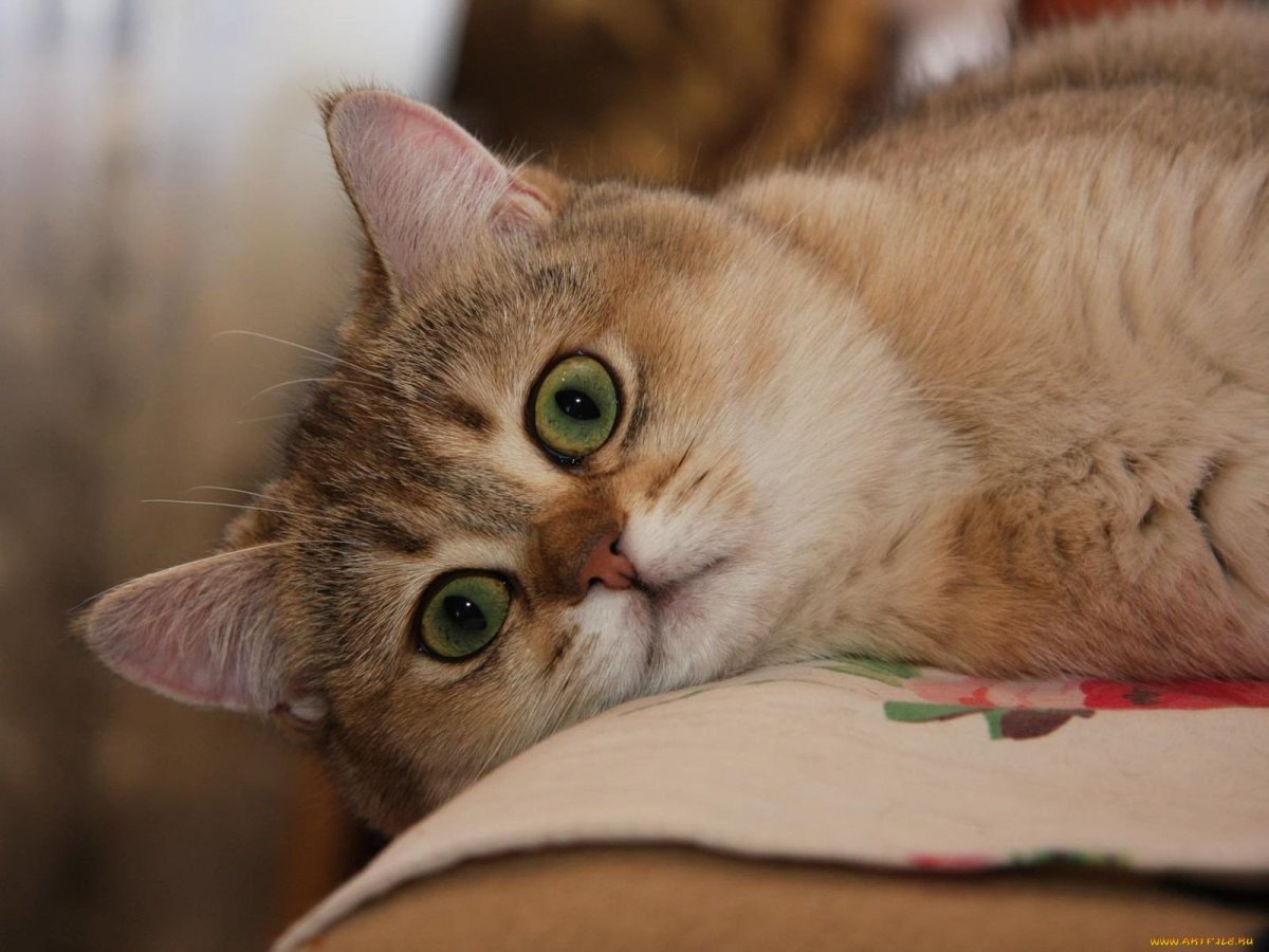 Бежевая кошка с зелеными глазами