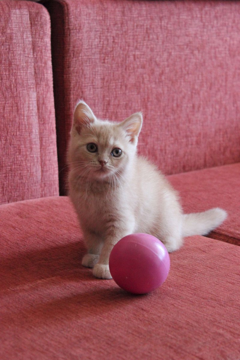 Персиковый британец котенок