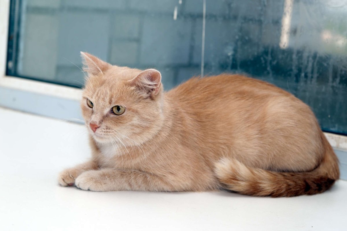 Сибирский гладкошерстный персиковый