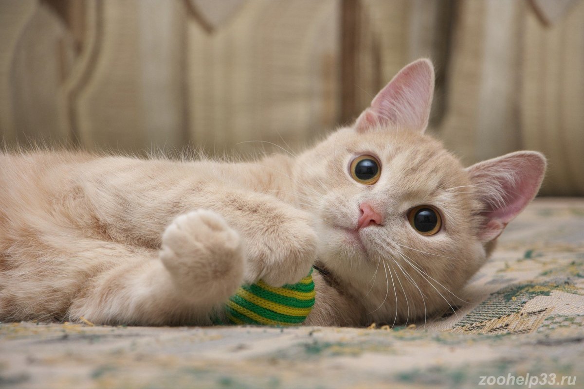 Бежевый котенок