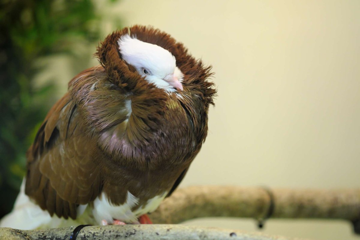 Голуби капуцины