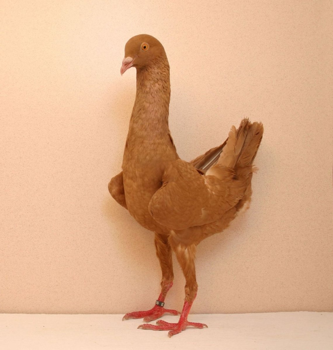 Мальтийская Курочка голубь