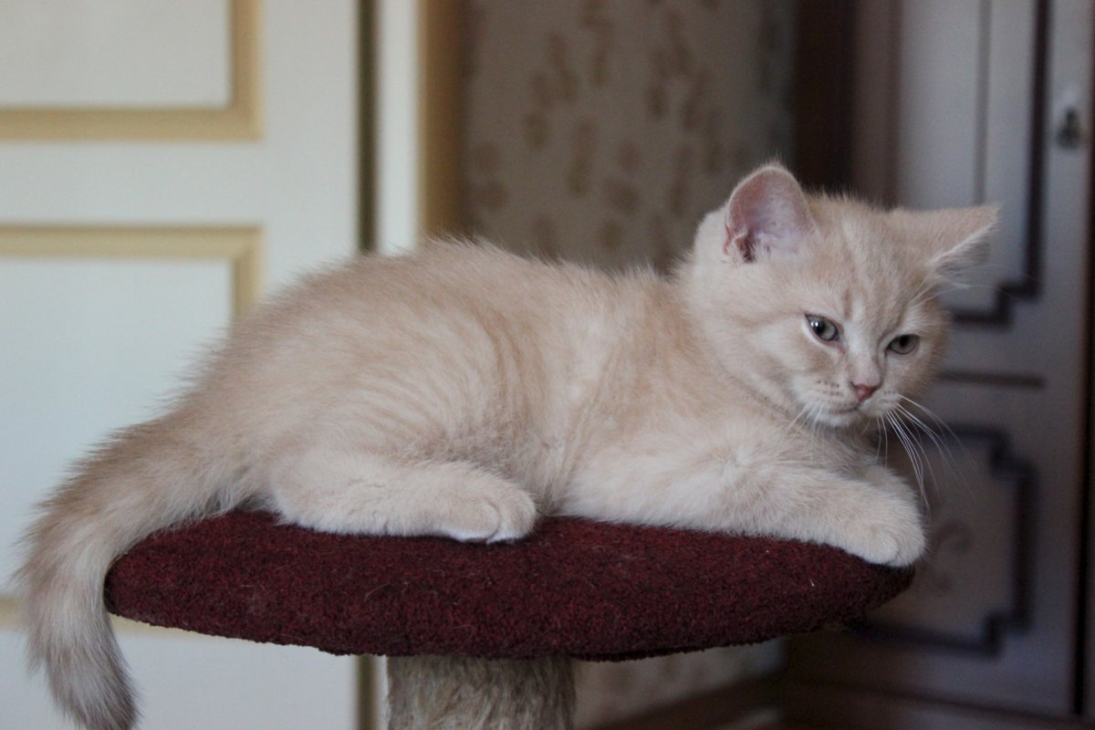 Британский кот персиковый