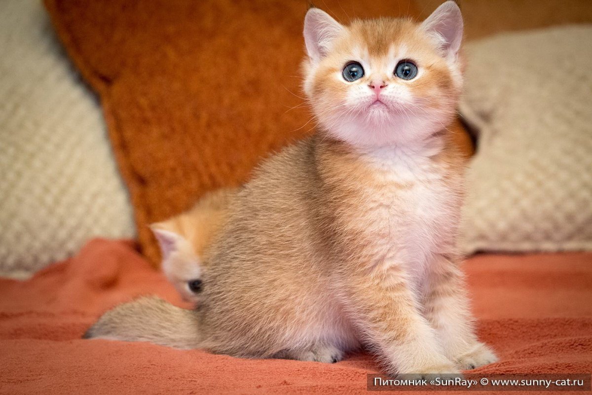 Британский короткошерстный кот персиковый