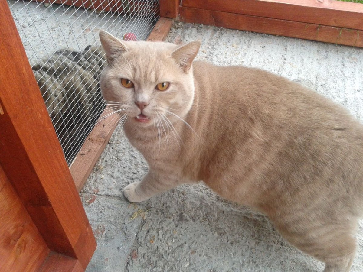 Сибирский гладкошерстный персиковый кот