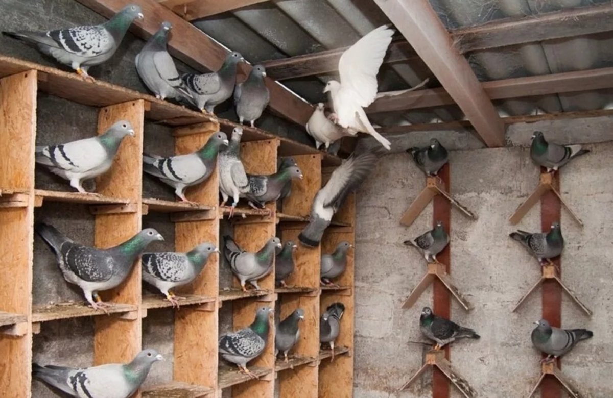 Обустройство голубятни