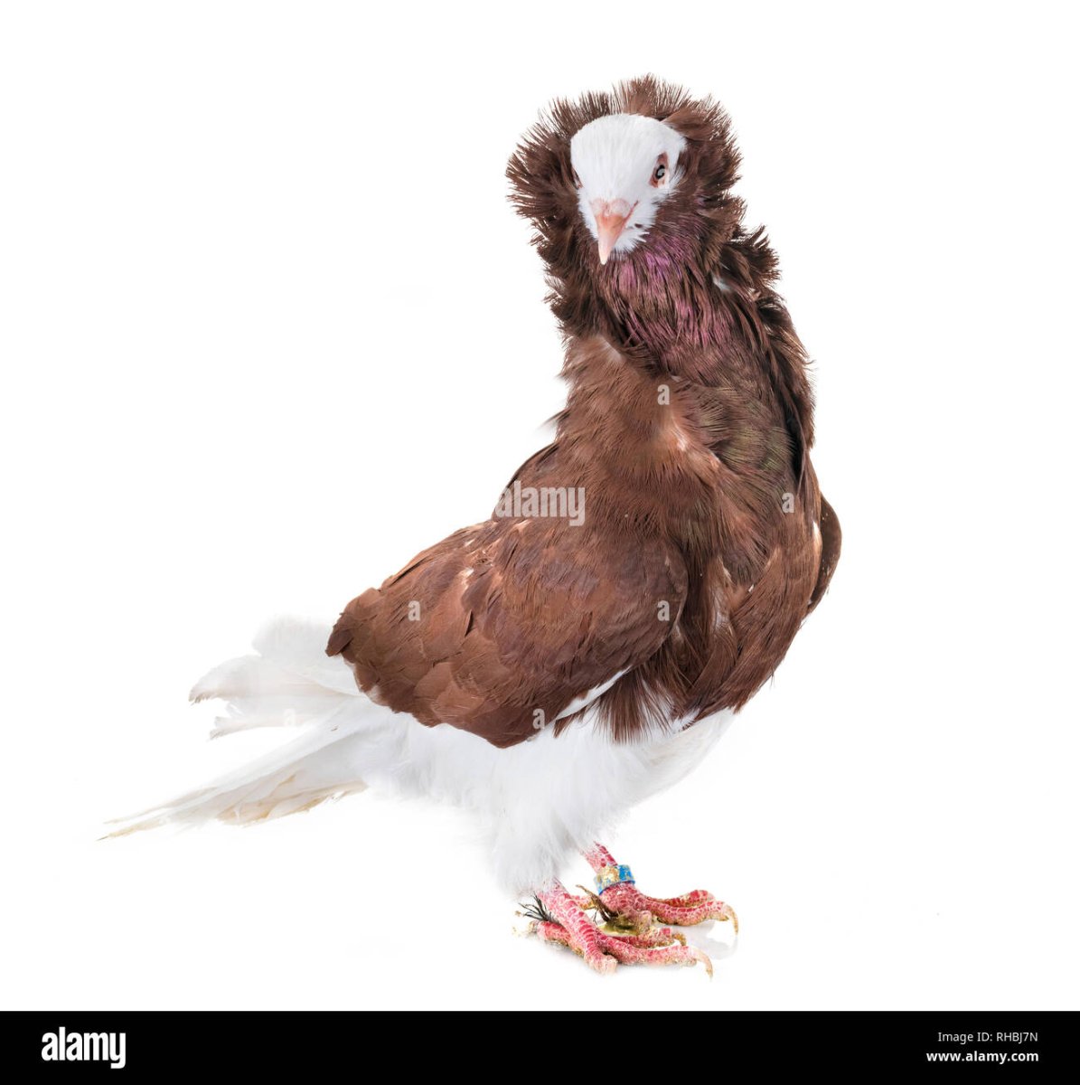 Голуби капуцины фото