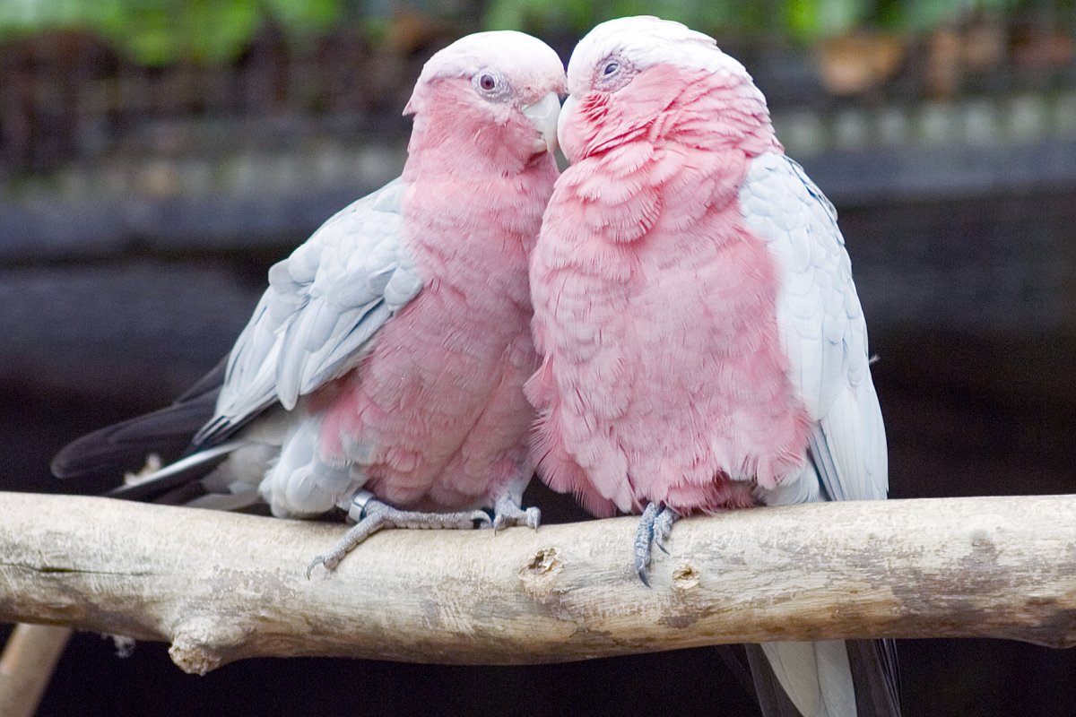 Голуби неразлучники