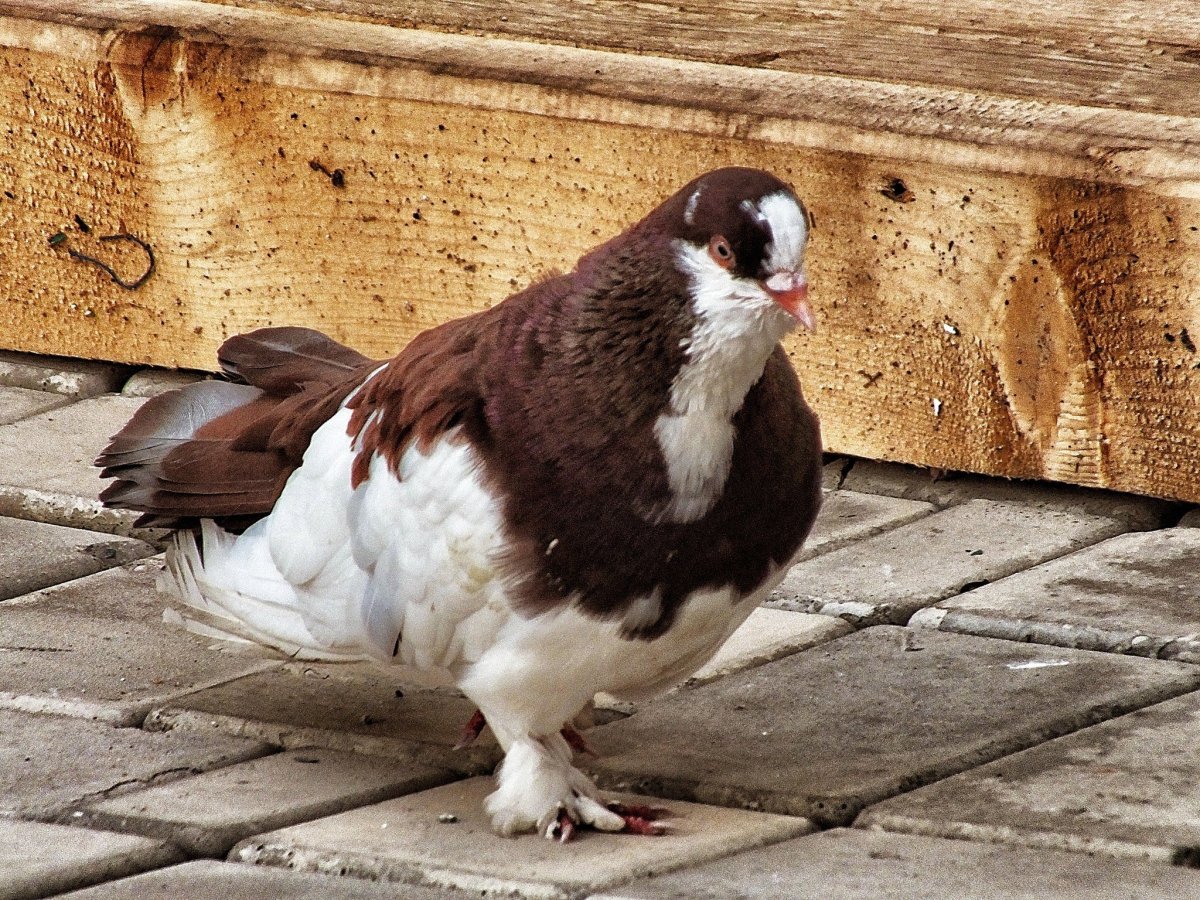 Голуби капуцины