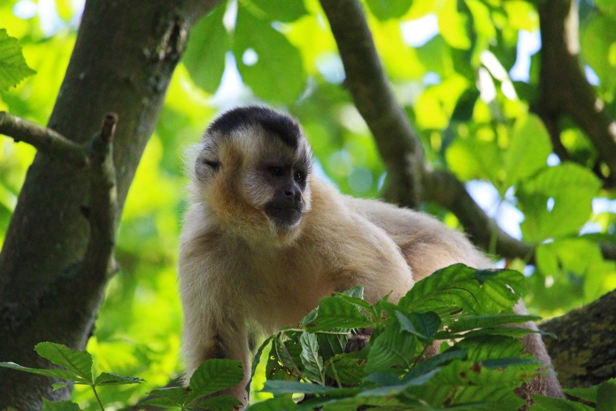 Капуцин хохлатый