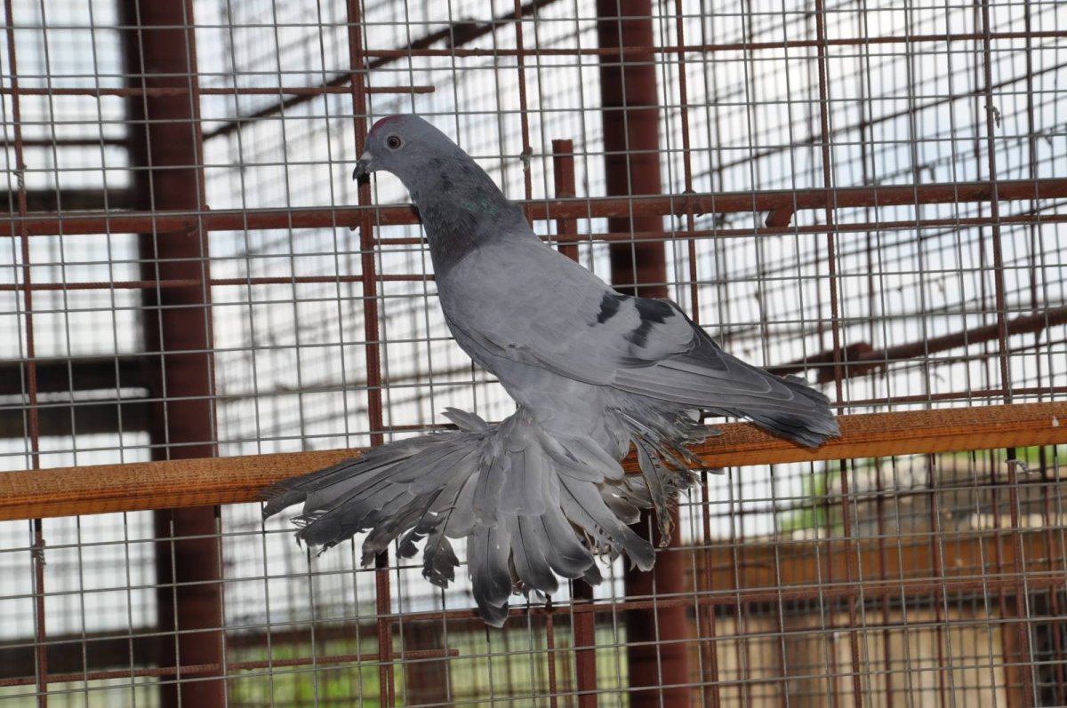 Северокавказские бойные голуби