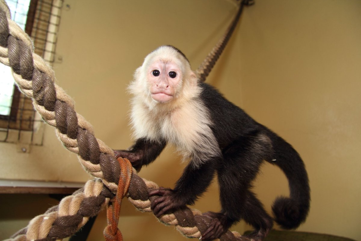 Капуцин дома